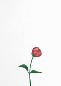 Souvenir d'une rose en douceur